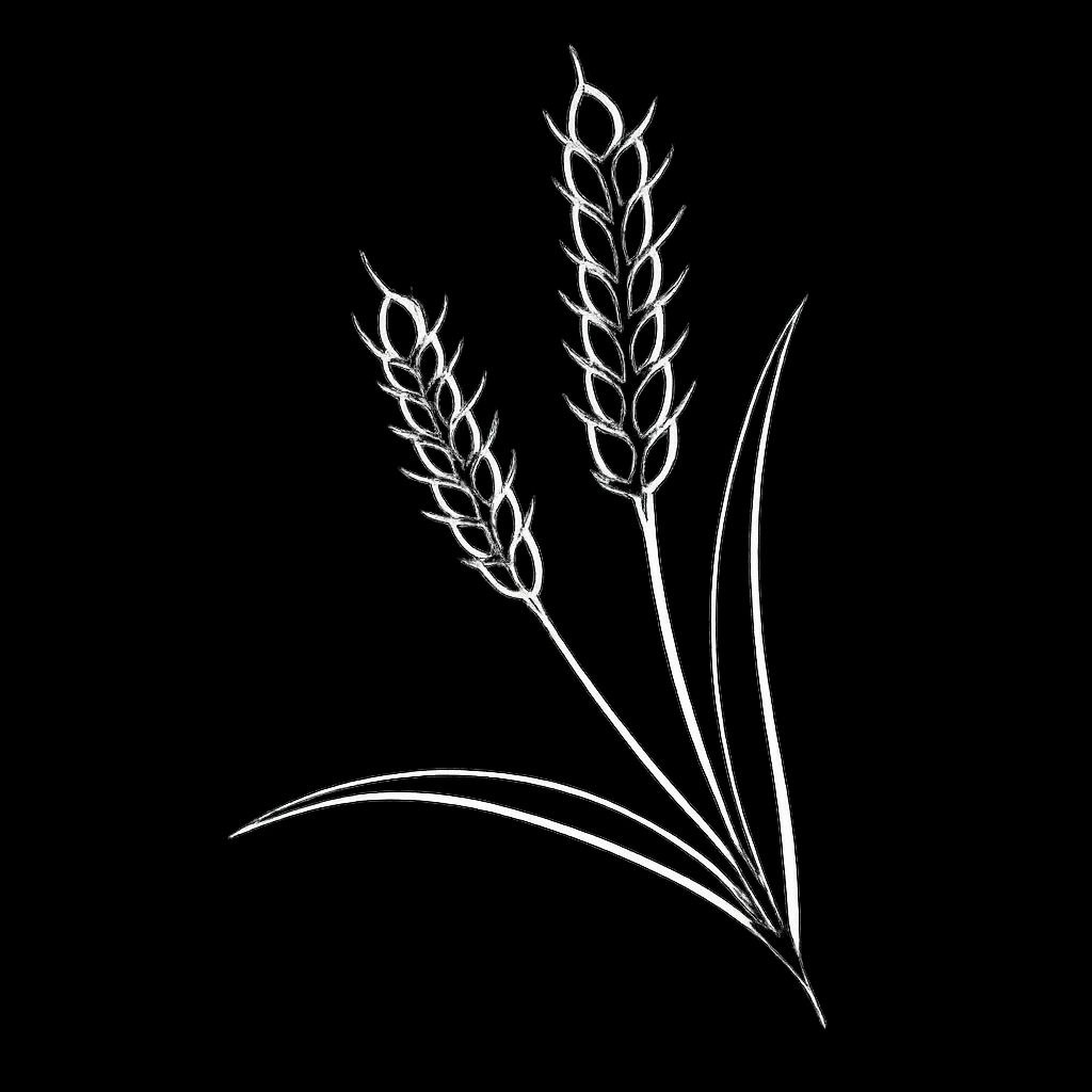 Barley