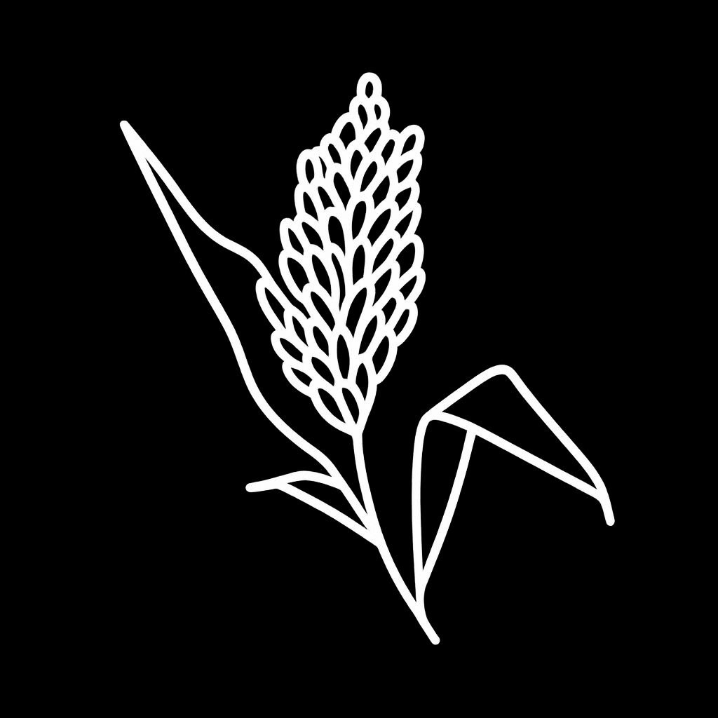 Sorghum