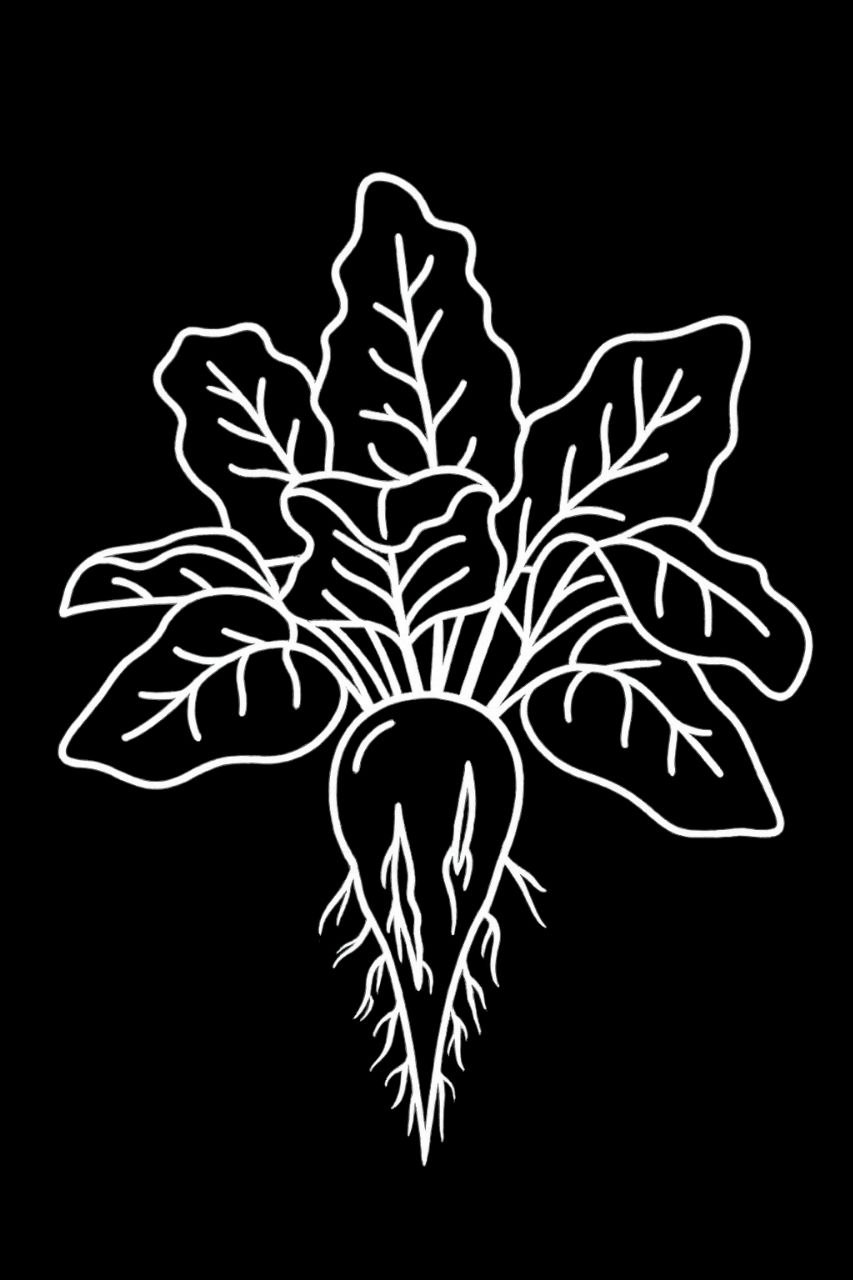 Sugar Beets